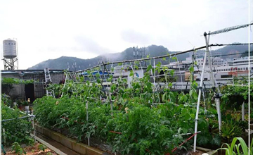 聽說了嗎，多米居然開始搞副業(yè)了？